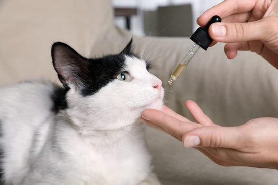 CBD Dosing For Anxiety in Cats