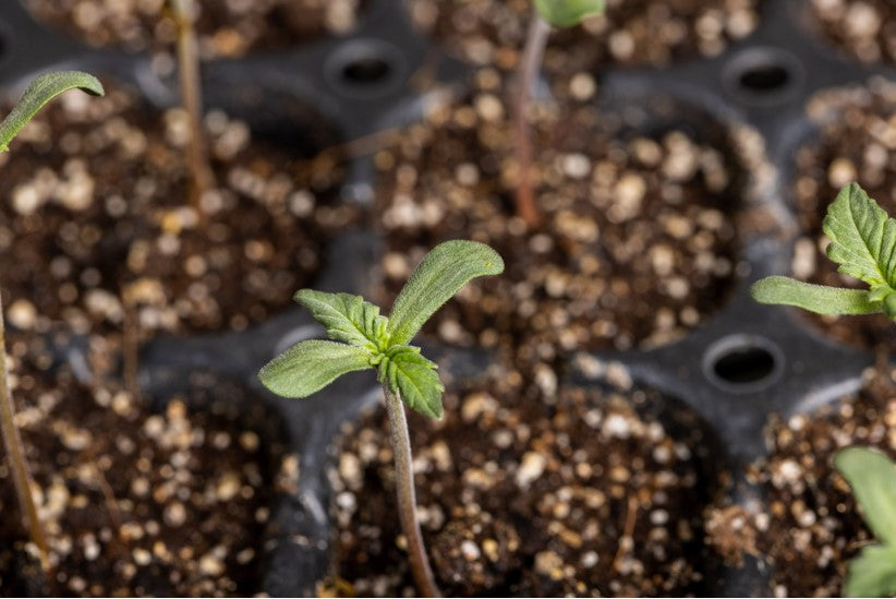 New Year, New Growth: Healthy Plants Begin with the Soil