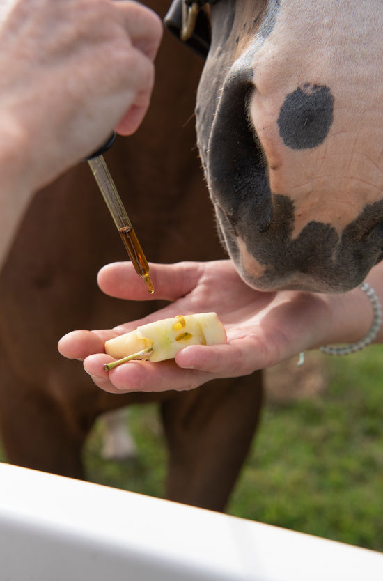 Horse eating apple infused with apple flavor tincture